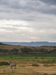 Fototapeta premium Zebra and White Rhinos on the African Savannah, Lake Nakuru National Park, Kenya, Africa