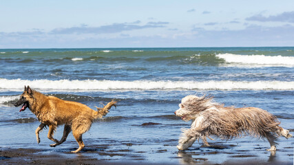 Belgium Shepherd Tervuren and brown bearded collie  running and having fun at the beach  