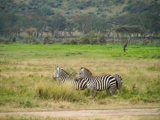 Fototapeta na wymiar Zebras grazing along the Savannah in Lake Nakuru, Kenya, Africa