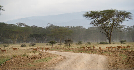 Impalas roaming around the Lake Nakuru National Park, Kenya, Africa