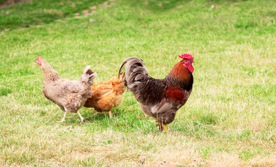 Rooster and chickens grazing on the grass.