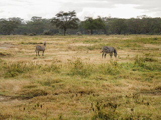Naklejka na ściany i meble Zebras grazing along the Savannah in Lake Nakuru, Kenya, Africa