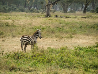 Fototapeta na wymiar Zebras grazing along the Savannah in Lake Nakuru, Kenya, Africa