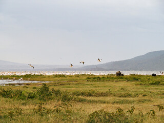 Flamingos, Pelicans and other birds gathered in Lake Nakuru, Kenya, Africa