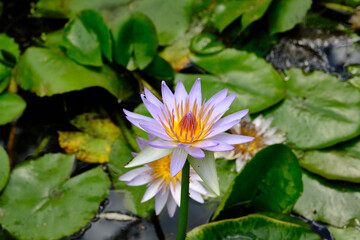 Lotus is a queen of flowers. Its roots are in muddy water, but the plant produces the most beautiful flower. Besides its beauty, the Lotus is known for its symbolic meanings, symbolizing different