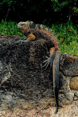 Iguana Volcanic rock Galapagos islands Santa Cruz 