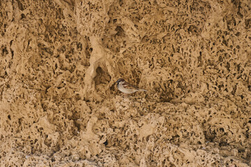 rocks close up in the mountains for background