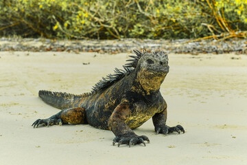 Iguana beach sand Galapagos islands Santa Cruz 