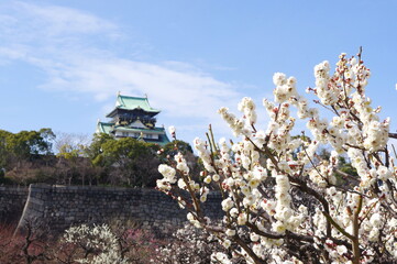 大阪城公園梅林　1270本の梅の花の競演　