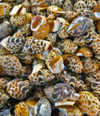 Tiger Nerite Snail. Nerita Natalensis is edible snail and delicacy food ingredient from South East Asia