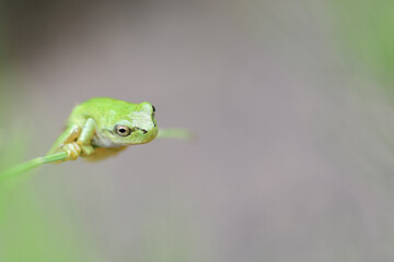 Tree frog on green grass