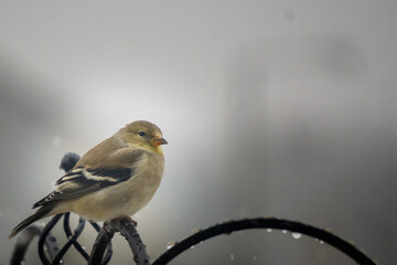 American Golden Finch