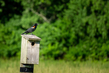 Bird on Nest Box