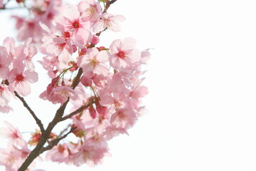 満開の陽光桜