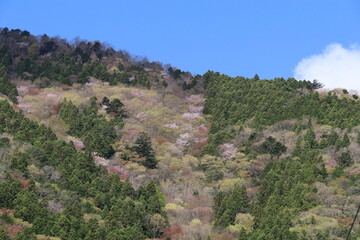 南アルプス、寸又峡温泉の風景。大井川の支流、エメラルドグリーンの水が流れる寸又川沿いにある温泉町。新緑と桜が美しい４月の景色。