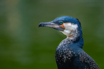  2021-04-13 A PROFILE PHOTOGRAPH OF BRIGHTLY COLORED CORMORANT