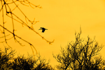 Obraz premium Huge bird of stork or pelican on sky behind the dried and withered trees background with yellow tones sky in Karacabey floodplain.