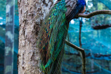 Naklejka premium A gorgeous male peacock tail