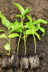 Green Planting pepper seedlings in the ground. Close-up of the roots. Vertical photo