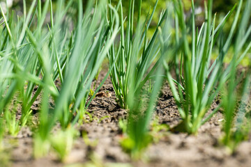 Blurred background. Green onions in the garden in the spring