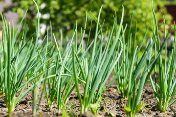 Green onions in the garden in the spring. Nature background