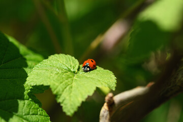 Close-up of a ladybug on a green leaf. Macro