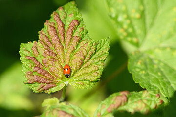 Close-up of a ladybug on a green leaf. Macro