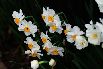 white spring flowers