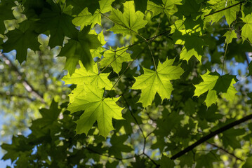 Fototapeta na wymiar maple leaves branches sunlight
