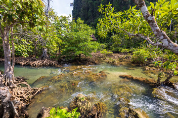 Fototapeta premium Tha Pom Klong Song Nam mangrove walk in Krabi, Thailand