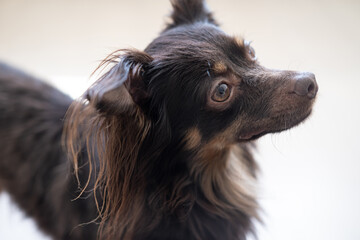 funny brown russian toy terrier loooking up.