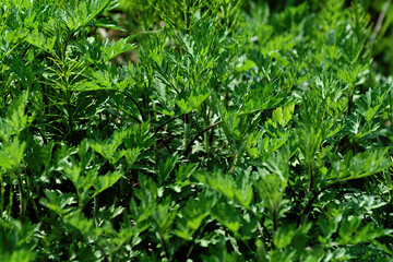 green grass background