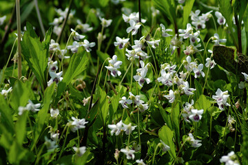 Fototapeta premium white spring flowers