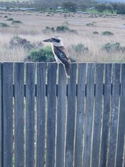 Kookaburra sitting on a fence