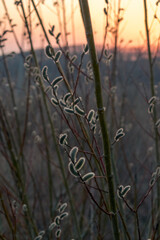 Willow pussy-willow in spring at sunset