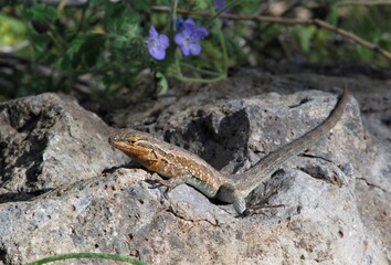 Side-blotched Lizard (Uta stansburiana) on rock at Bartlett Lake, Arizona.