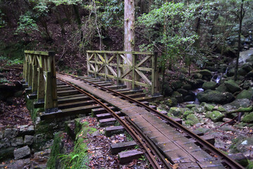 Fototapeta premium Deep cedar forest of Yakushima, Japan