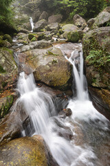 Fototapeta premium Deep cedar forest of Yakushima, Japan