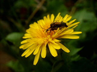 bee on flower