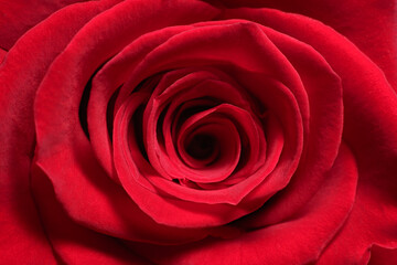 red rose closeup macro