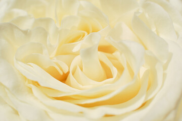white rose closeup macro
