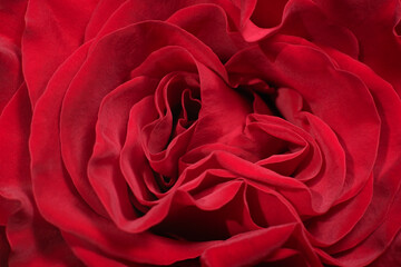 red rose closeup macro