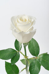 white rose bud on white background bloom