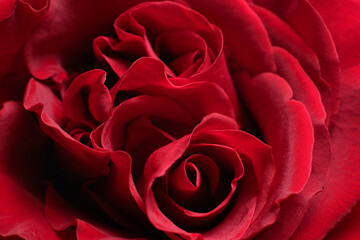 red rose closeup macro