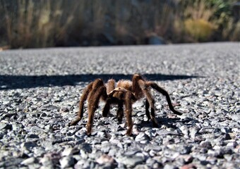 Desert Tarantula (Aphonopelma chalcodes) at Elephant Butte Lake State Park, New Mexico