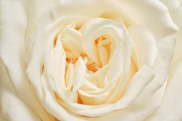 white rose closeup macro