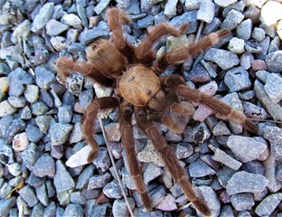 Desert Tarantula (Aphonopelma chalcodes) at Elephant Butte Lake State Park, New Mexico