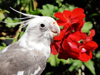 red and white bird