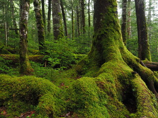 Fototapeta na wymiar Moss covered trees in green forest