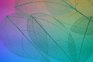 skeleton leaves background. green skeletonized leaves on multicolored blurred gradient background.Skeletonized leaf texture. Beautiful nature plant background.
